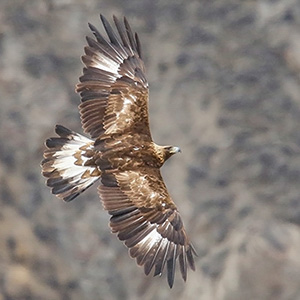 Golden Eagle